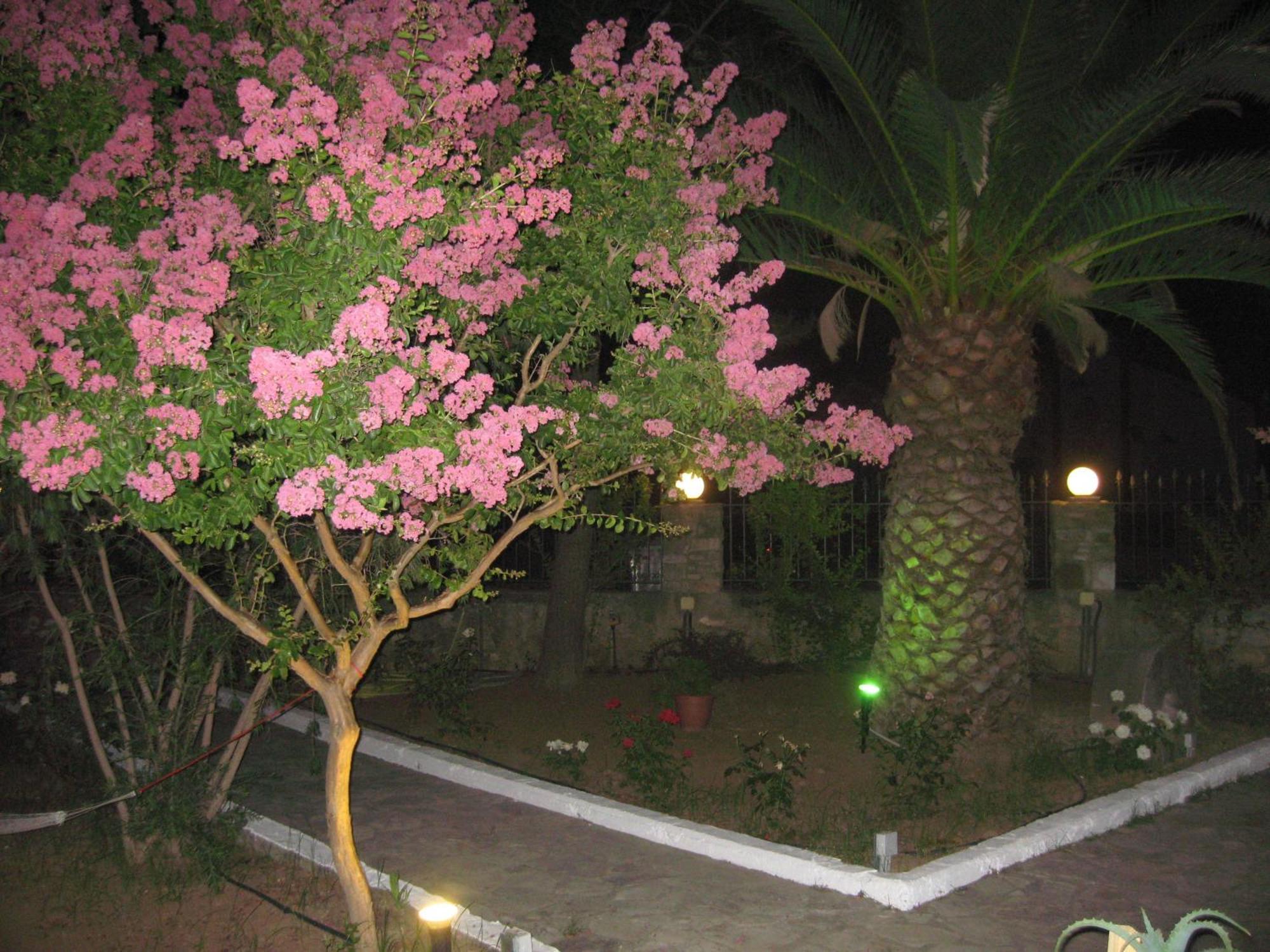 Assimakis Hotel Φοινικούντα Εξωτερικό φωτογραφία